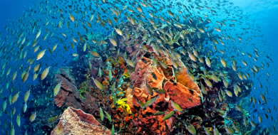snorkelling